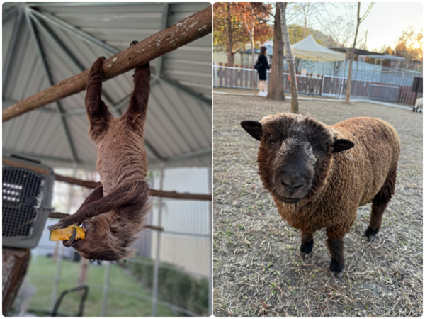 ▲南投埔里「水与松萌萌園」去年12月試營運。（圖／業者提供）