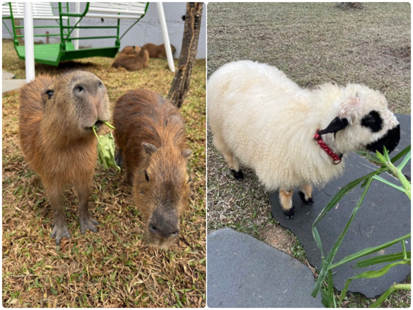 ▲南投埔里「水与松萌萌園」去年12月試營運。（圖／業者提供）