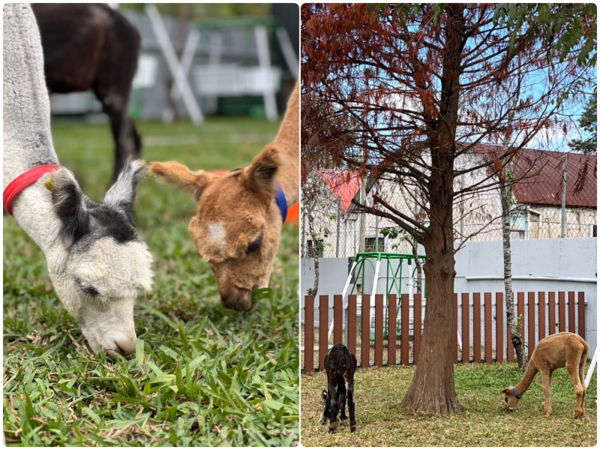 ▲南投埔里「水与松萌萌園」去年12月試營運。（圖／業者提供）