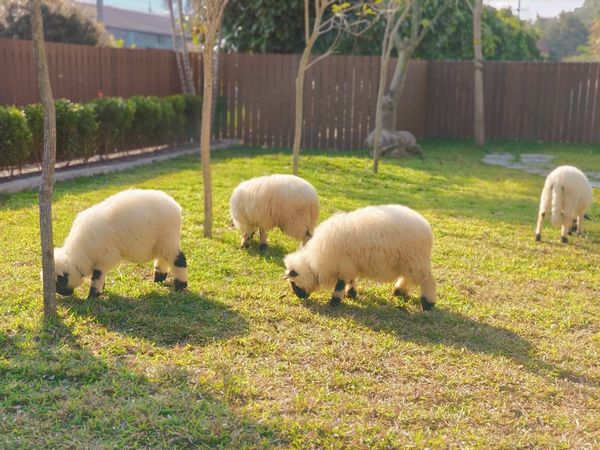 ▲南投埔里「水与松萌萌園」去年12月試營運。（圖／業者提供）