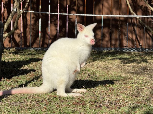 ▲南投埔里「水与松萌萌園」去年12月試營運。（圖／業者提供）