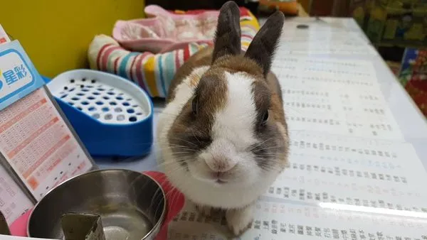 ▲刮刮樂動物哏4連發。（圖／台彩提供）