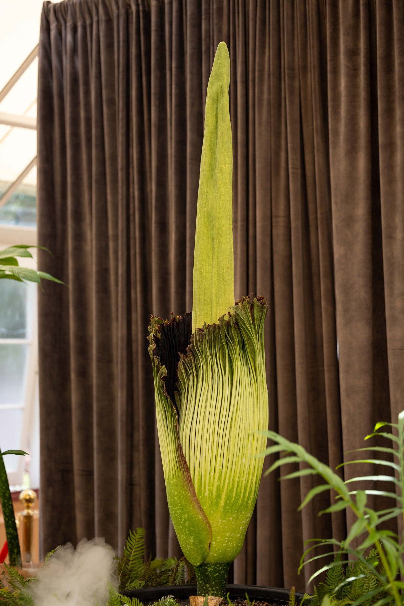 ▲▼巨花魔芋、屍花（corpse flower）。（圖／翻攝自臉書／Botanic Gardens of Sydney）