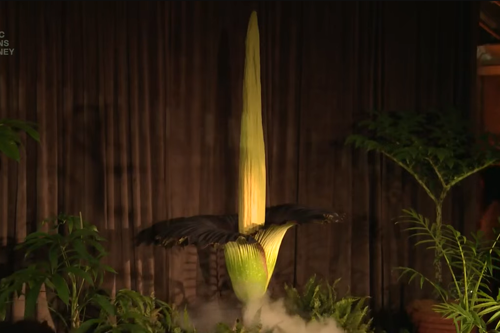 ▲▼巨花魔芋、屍花（corpse flower）。（圖／翻攝自YouTube／Botanic Gardens of Sydney）