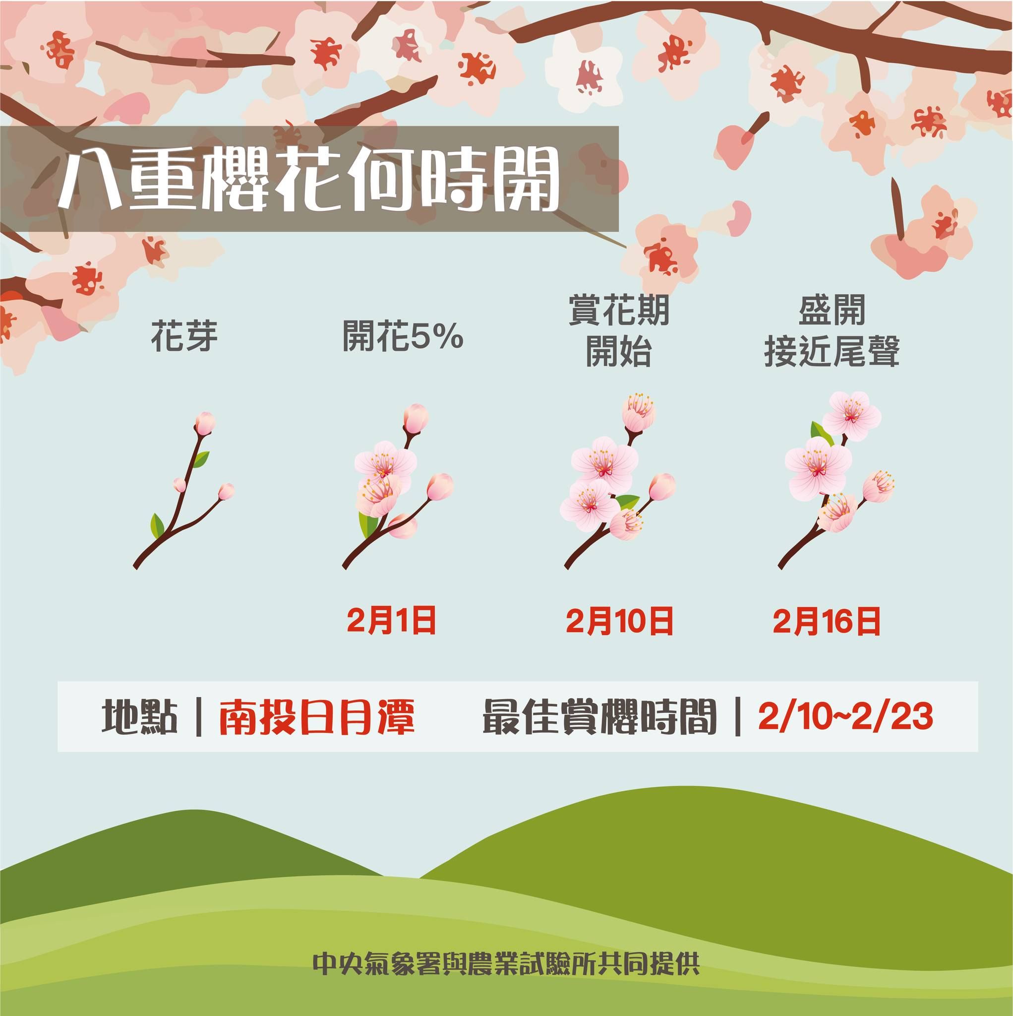 ▲▼櫻花花期預報。（圖／氣象署提供）