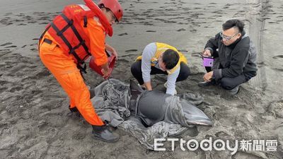 宜蘭利澤沙灘2弗氏海豚擱淺　1隻死亡1隻救回海放