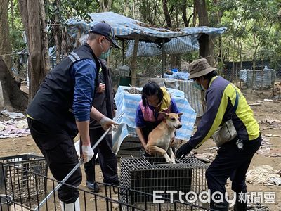 動保處助愛心人士移置哈赫拿爾森林犬隻　呼籲勿任意餵養以維生態安全