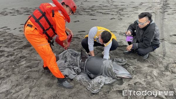 ▲宜蘭利澤沙灘驚現鯨豚擱淺。（圖／記者游芳男翻攝）