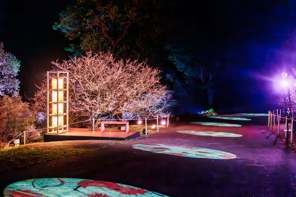 ▲淡水天元宮「2025花見櫻花季」。（圖／新北市景觀處提供）