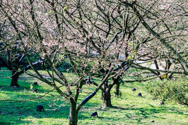 ▲淡水天元宮「2025花見櫻花季」。（圖／新北市景觀處提供）