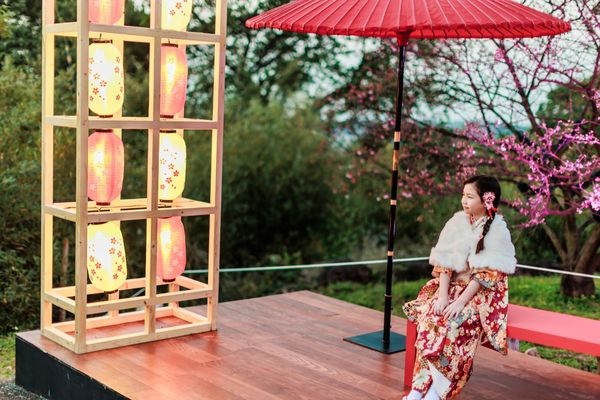 ▲淡水天元宮「2025花見櫻花季」。（圖／新北市景觀處提供）