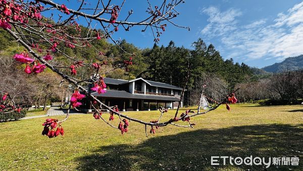 ▲奧萬大國家森林遊樂區櫻花園區。（圖／林業保育署南投分署提供）