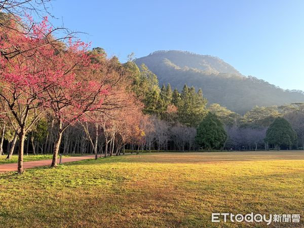 ▲奧萬大國家森林遊樂區櫻花園區。（圖／林業保育署南投分署提供）