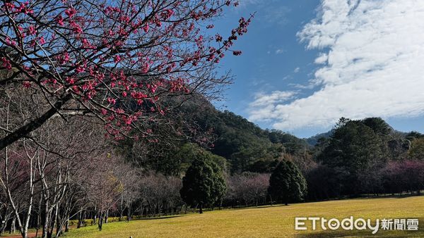 ▲奧萬大國家森林遊樂區櫻花園區。（圖／林業保育署南投分署提供，下同）