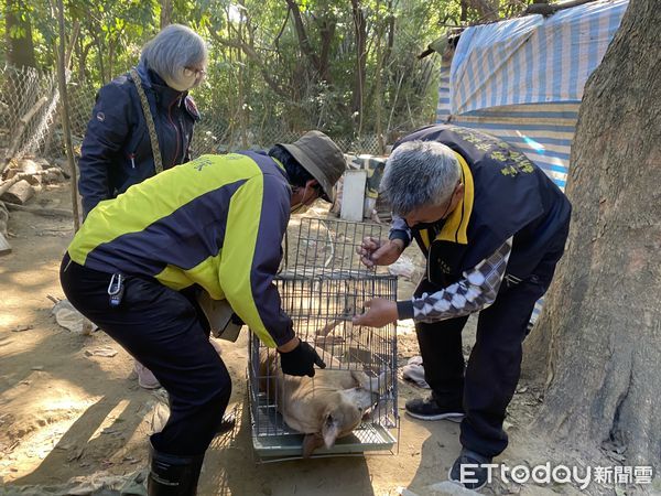 ▲台南市南區哈赫拿爾森林內犬隻影響遊客遊憩動線，動保處對森林周遭遊蕩犬，協助愛心人士移置森林內犬隻計39隻。（圖／記者林東良翻攝，下同）