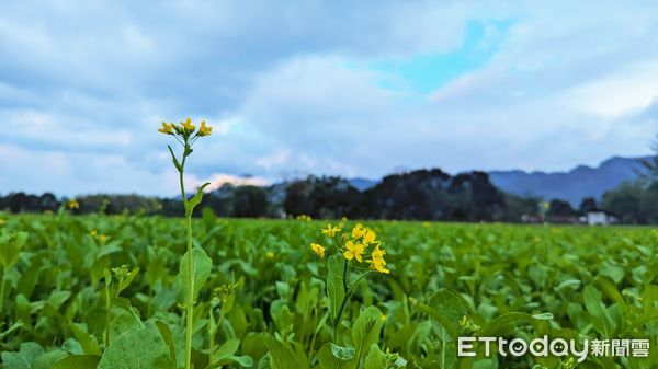 ▲▼大農大富平地森林園區種植大片的油菜花與大波斯菊花海，預計在春節期間全面盛開。（圖／花蓮分署提供，下同）