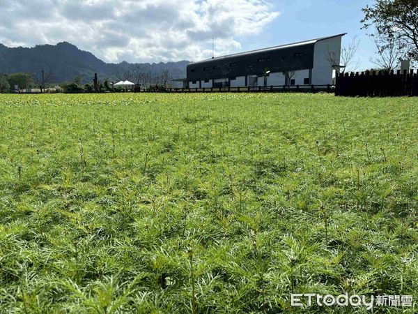 ▲▼大農大富平地森林園區種植大片的油菜花與大波斯菊花海，預計在春節期間全面盛開。（圖／花蓮分署提供，下同）