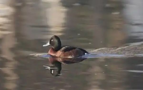 ▲▼  青頭潛鴨一度數量不足2000隻，因此有「鳥中大貓熊」之稱。            。（圖／翻攝 ）