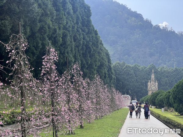 ▲五百棵枝垂櫻構成整排花牆。。（圖／九族文化村提供）