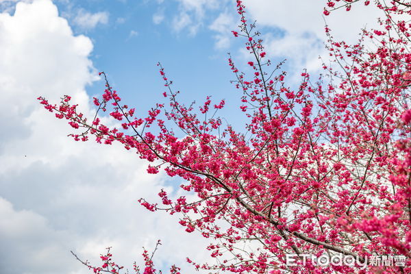 ▲草坪頭櫻花季登場。（圖／南投縣政府提供）