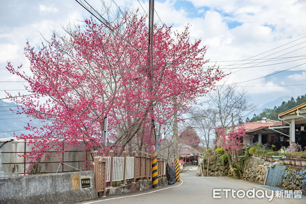 ▲草坪頭櫻花季登場。（圖／南投縣政府提供，下同）