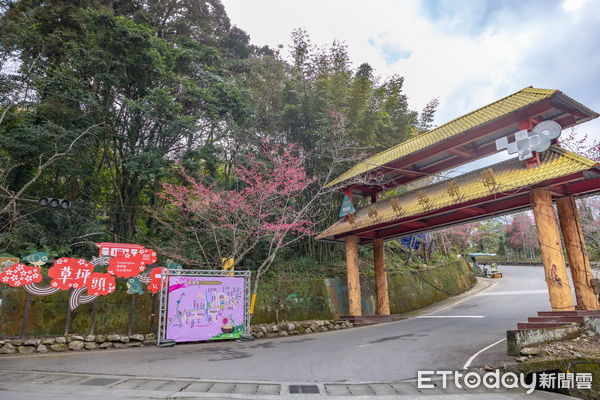 ▲草坪頭櫻花季登場。（圖／南投縣政府提供）