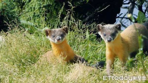 ▲黃喉貂屬日行性動物，且可在公路上常見蹤影。（圖／玉山國家公園管理處提供）