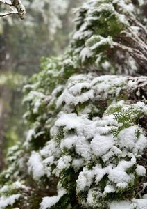 拉拉山飄初雪！遊桃園APP呈現即時雪況