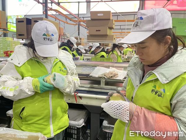 ▲▼  山西梨王「玉露香梨」           。（圖／記者任以芳攝）