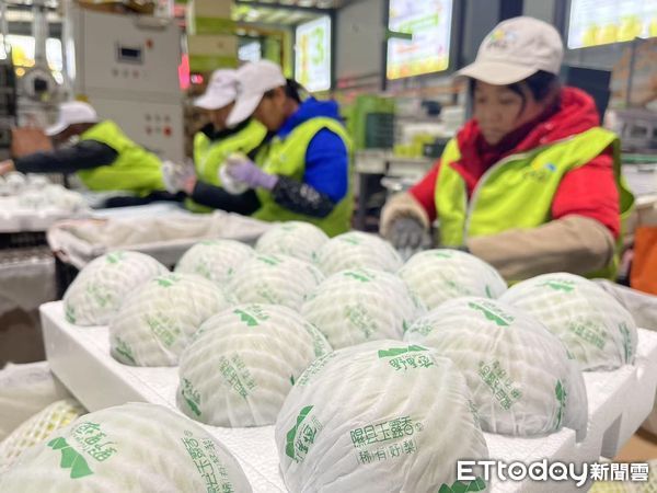 ▲▼  山西梨王「玉露香梨」           。（圖／記者任以芳攝）