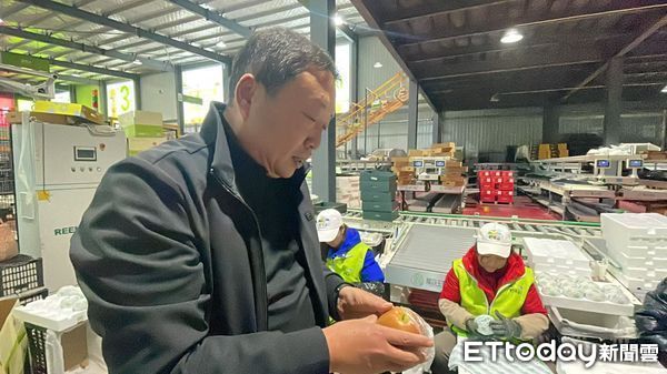 ▲▼  山西梨王「玉露香梨」           。（圖／記者任以芳攝）