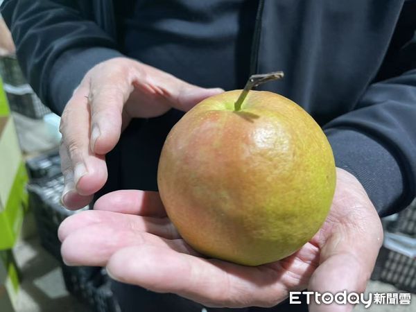 ▲▼  山西梨王「玉露香梨」           。（圖／記者任以芳攝）