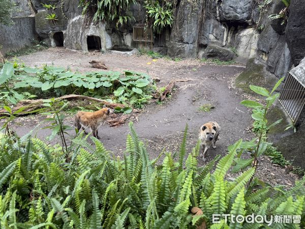 台北市立動物園鬣狗。（圖／台北市立動物園提供）