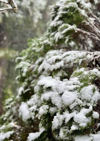 ▲桃園拉拉山飄初雪
