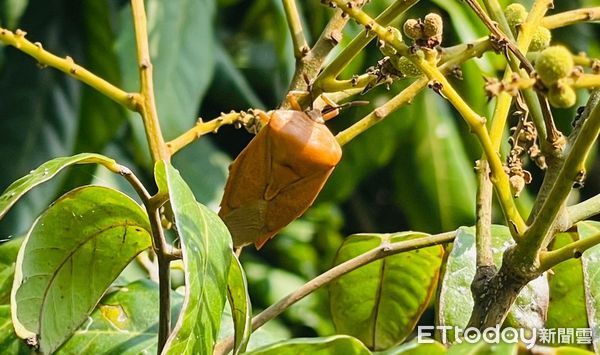 ▲荔枝椿象。（圖／市府提供）