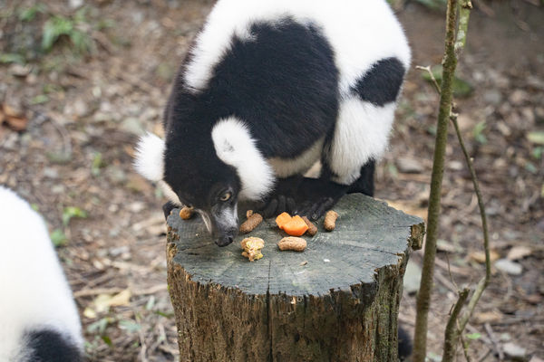 台北市立動物園年菜。（圖／台北市立動物園提供）