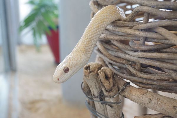 日本人今年都來這參拜！唯一有「活體白蛇」神社　御守藏蛇皮超招財