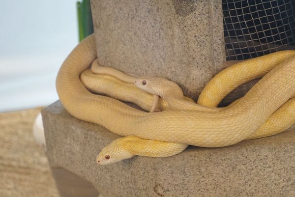 日本人今年都來這參拜！唯一有「活體白蛇」神社　御守藏蛇皮超招財