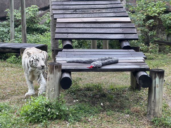 壽山動物園飄年味。（圖／翻攝自壽山動物園）
