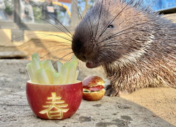 壽山動物園飄年味。（圖／翻攝自壽山動物園）