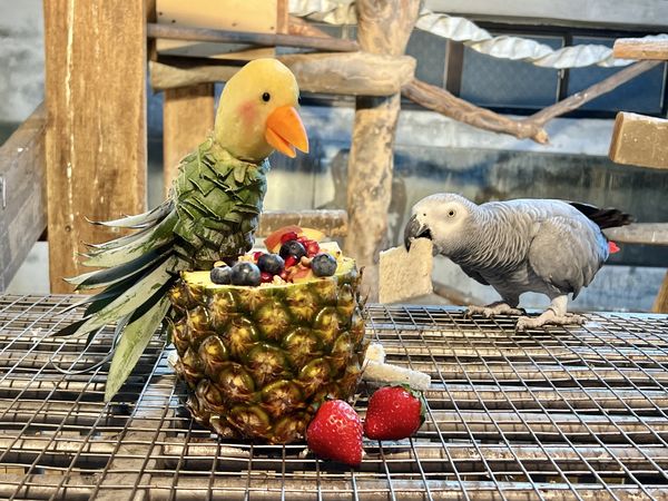 壽山動物園飄年味。（圖／翻攝自壽山動物園）