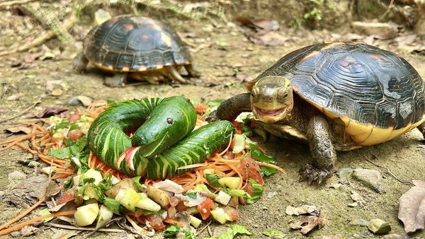 壽山動物園飄年味。（圖／翻攝自壽山動物園）