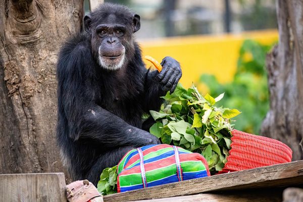 壽山動物園飄年味。（圖／翻攝自壽山動物園）