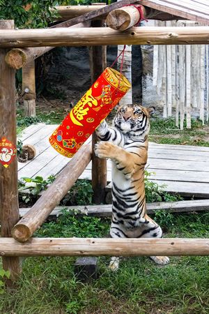壽山動物園飄年味。（圖／翻攝自壽山動物園）