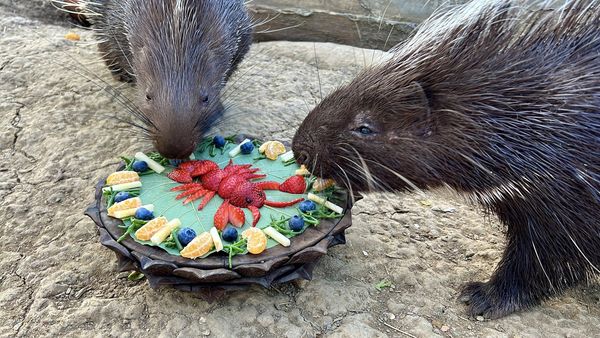壽山動物園飄年味。（圖／翻攝自壽山動物園）