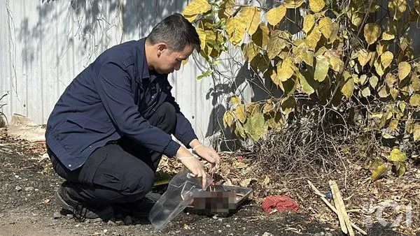 ▲▼香港初一驚見「貓頭祭品」　疑有人殺害小動物獻祭！（圖／翻攝香港01，勿亂用）
