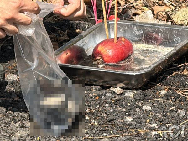 ▲▼香港初一驚見「貓頭祭品」　疑有人殺害小動物獻祭！（圖／翻攝香港01，勿亂用）