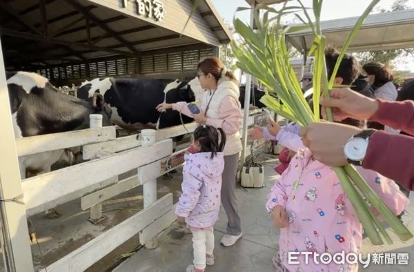 ▲崙背千巧谷牛樂園，長年以其親近乳牛的特色吸引遊客，今年更特別推出「環園小火車」。（圖／記者王悉宇翻攝）