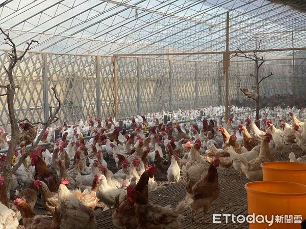 ▲▼ 山西專題、草莓、生態雞、台灣團隊技術指導            。（圖／記者任以芳攝）