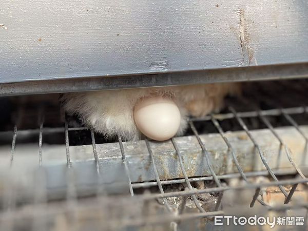 ▲▼ 山西專題、草莓、生態雞、台灣團隊技術指導            。（圖／記者任以芳攝）